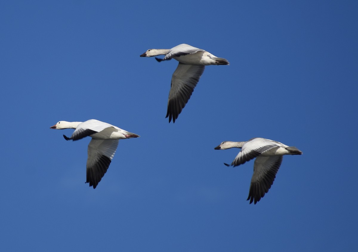 Snow Goose - M. Rogers