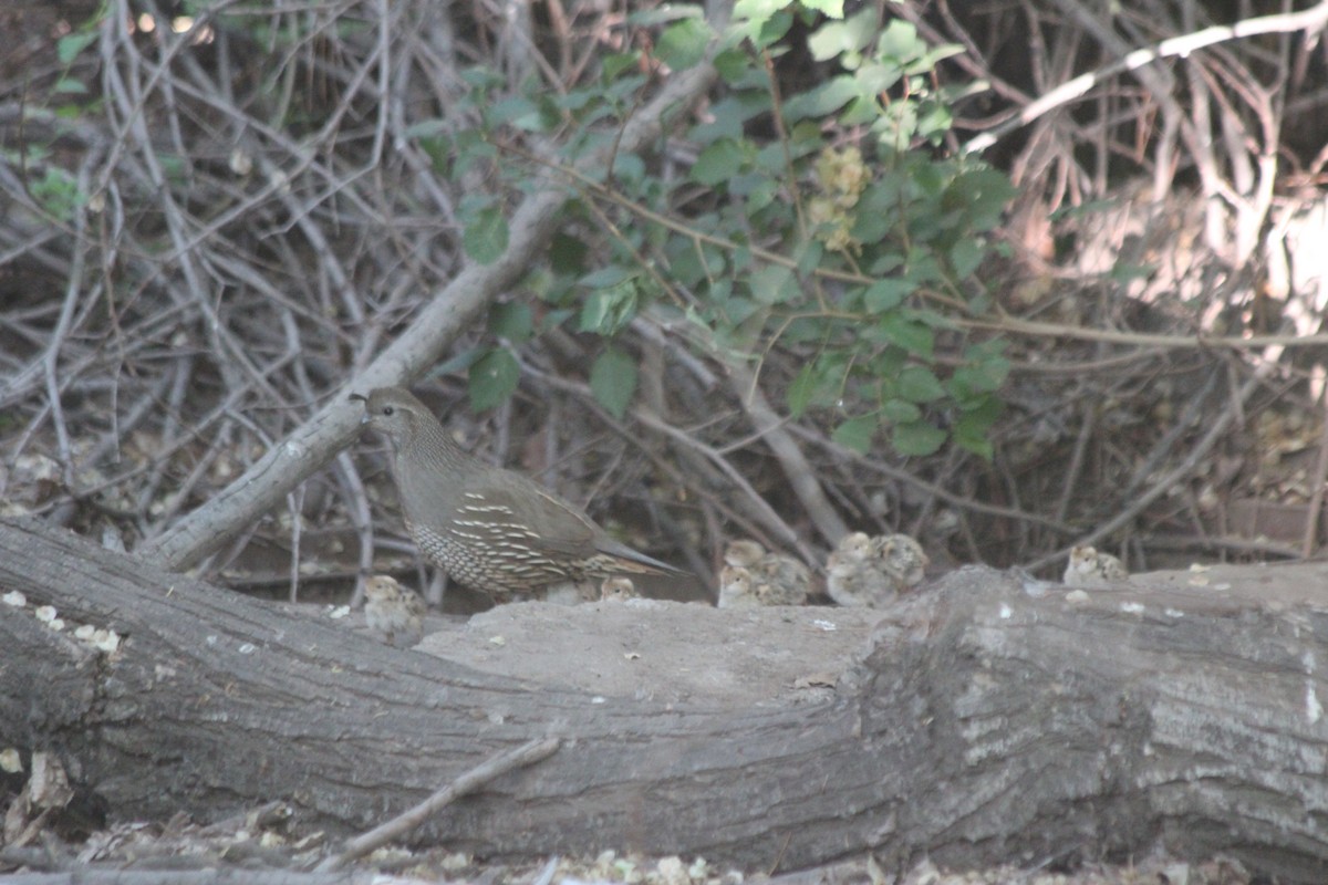 California Quail - ML387426771