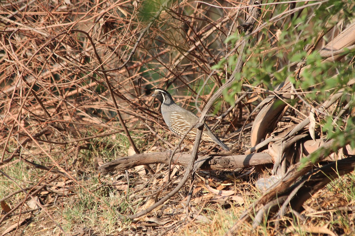 California Quail - ML387426831