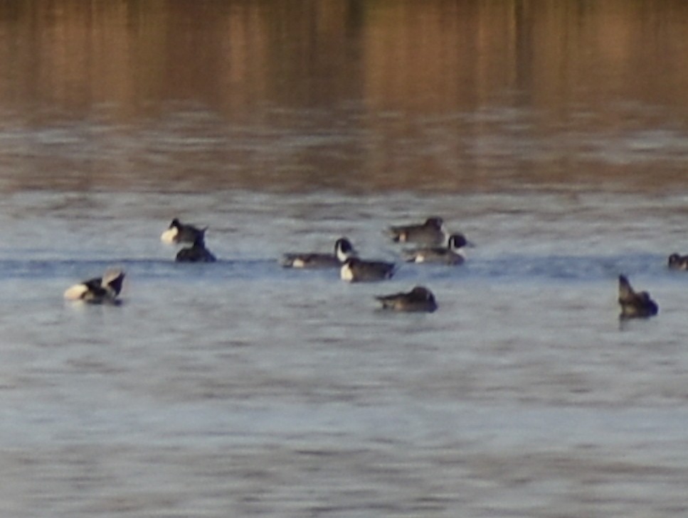 Northern Pintail - ML387427291