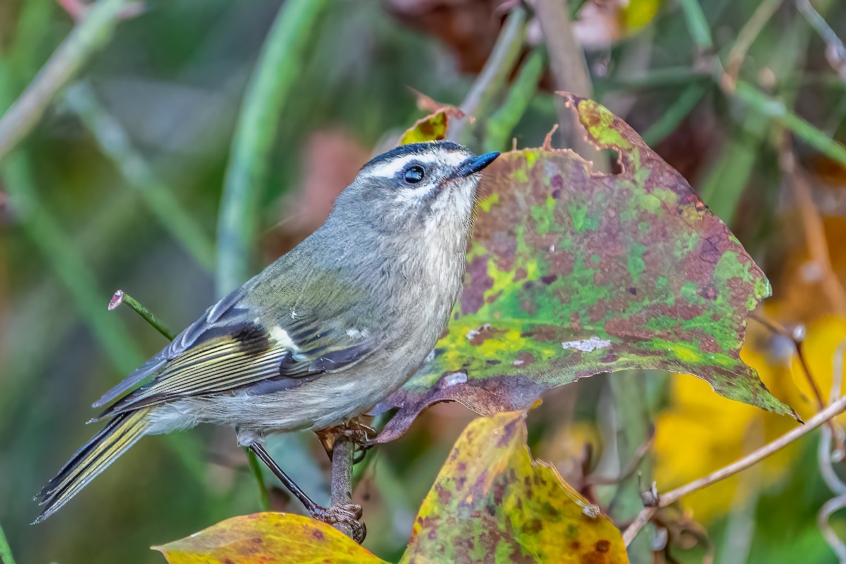 Golden-crowned Kinglet - Bill Wood