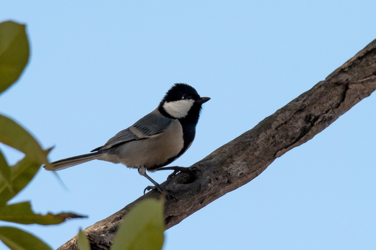 Cinereous Tit - Abbas Rizvi