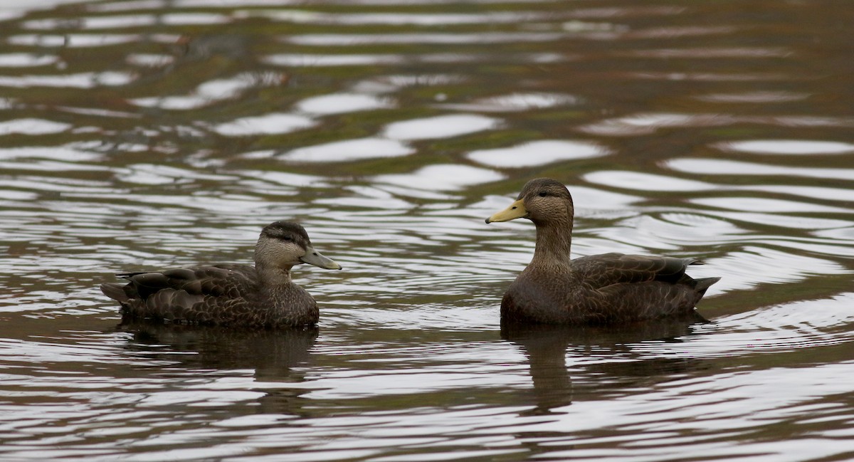 Canard noir - ML38743151