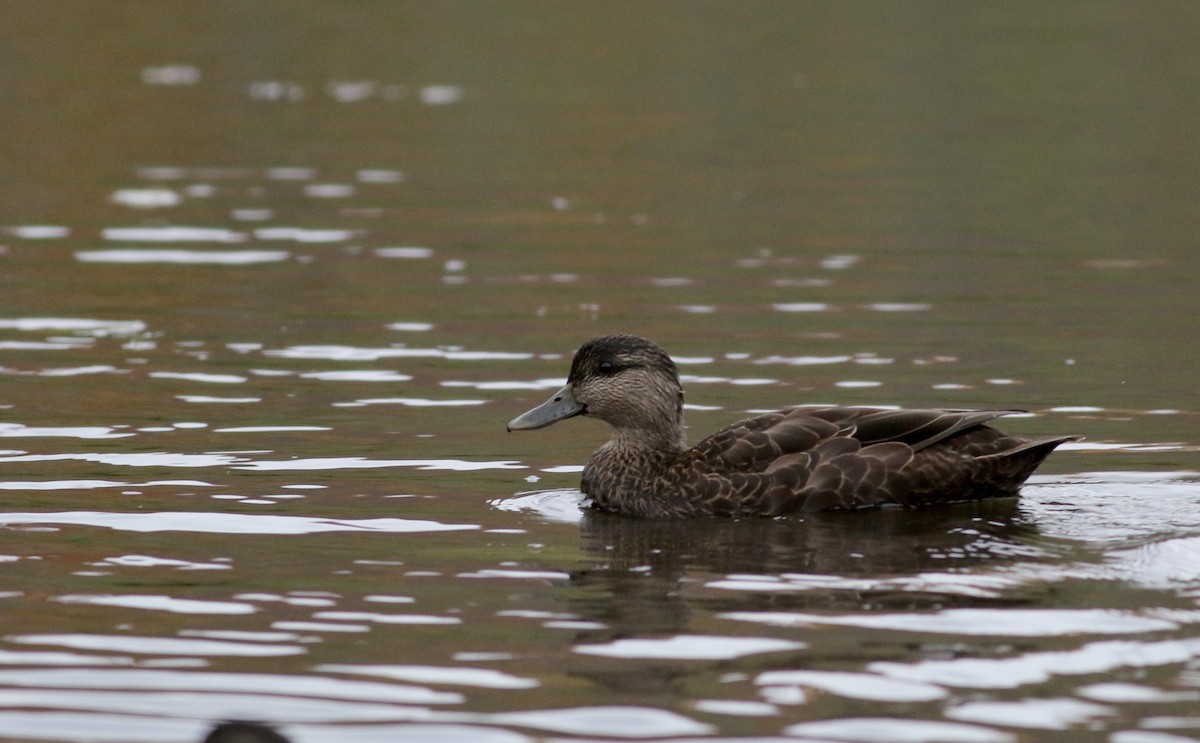 American Black Duck - Jay McGowan