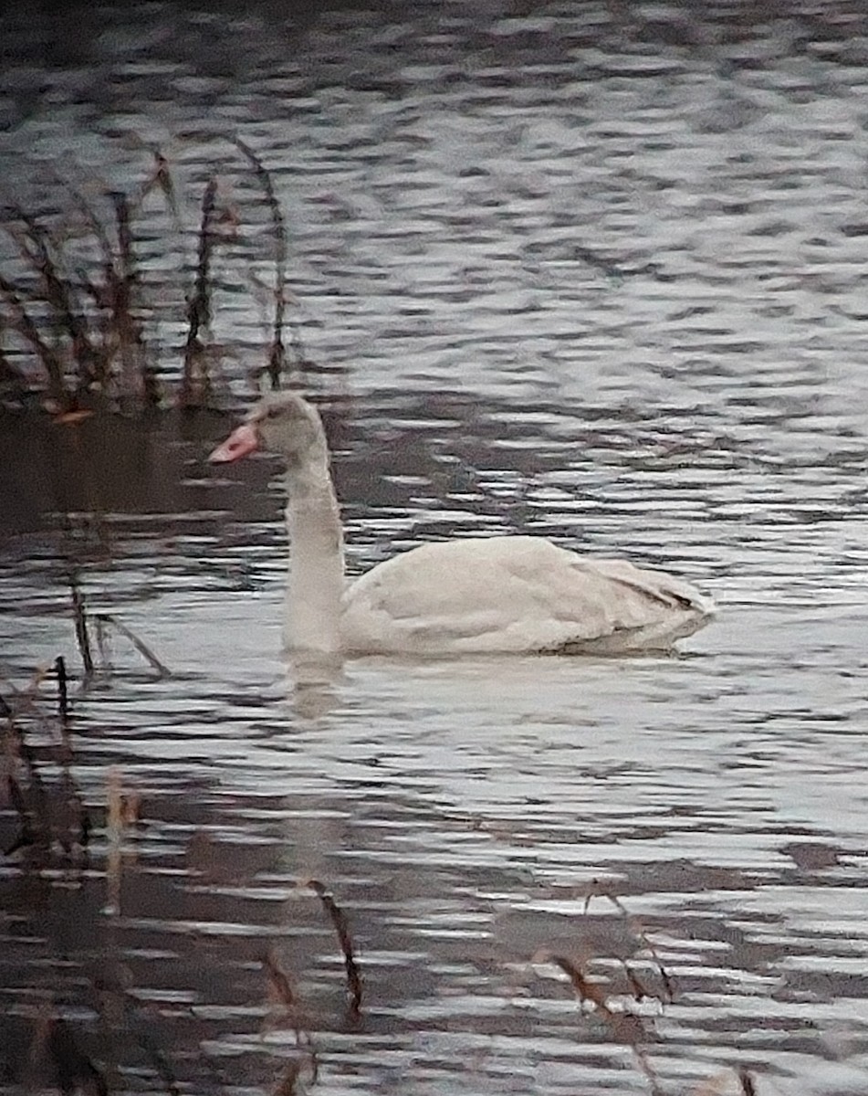 Cygne siffleur - ML387431791