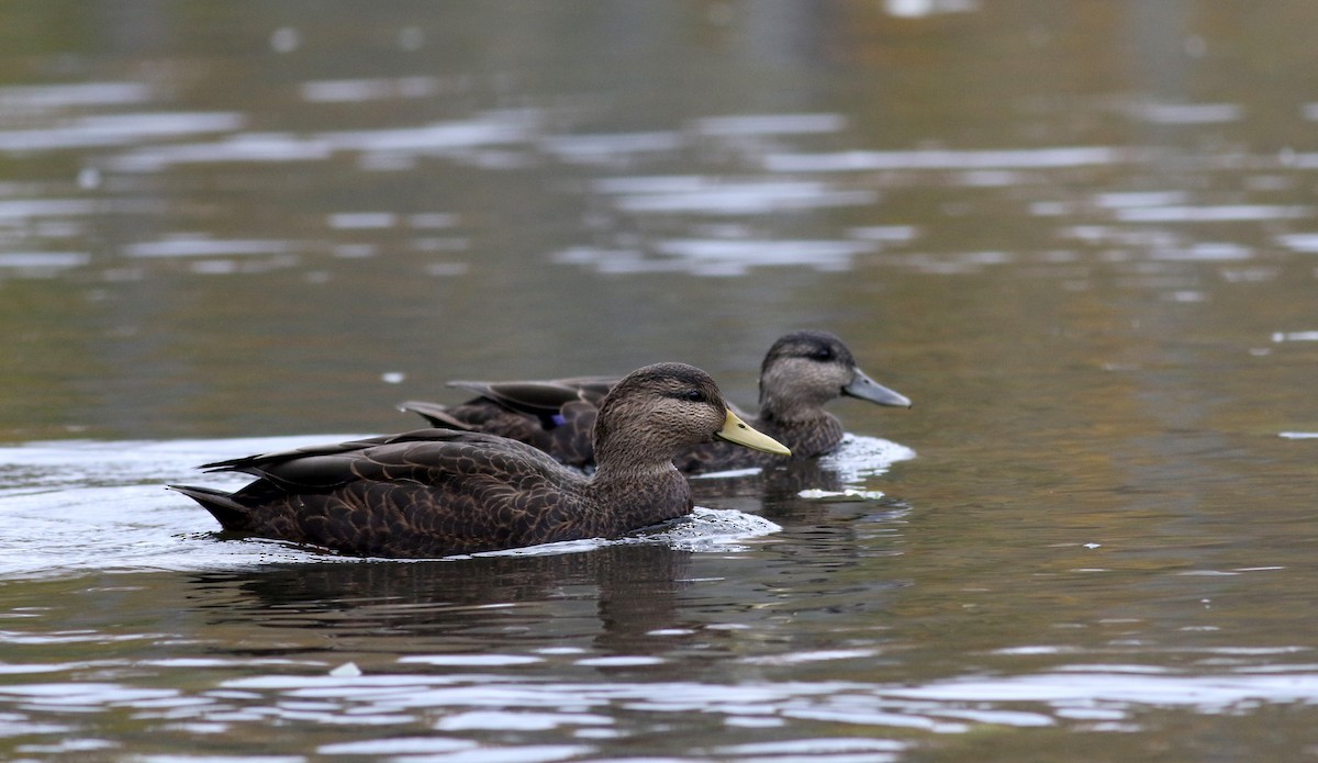 Canard noir - ML38743191