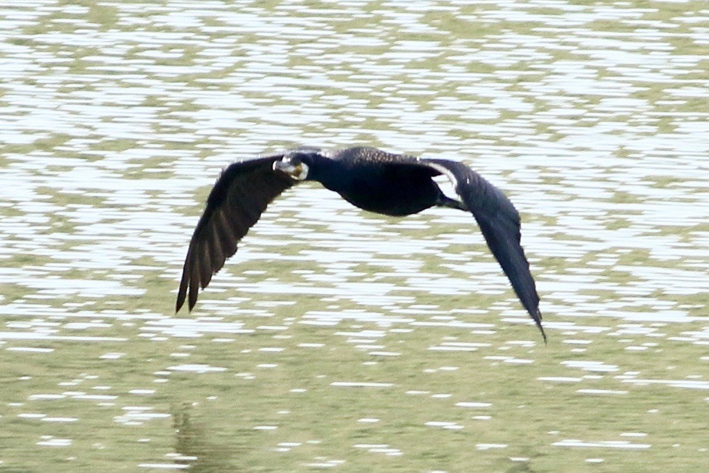 Great Cormorant - ML387431981