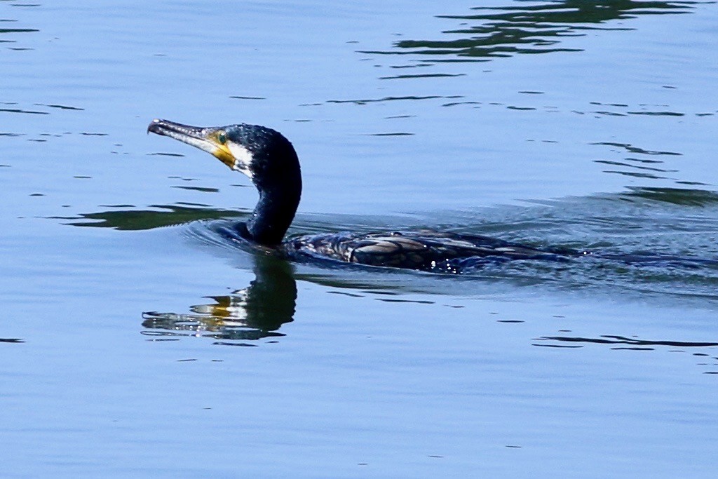 Great Cormorant - ML387431991