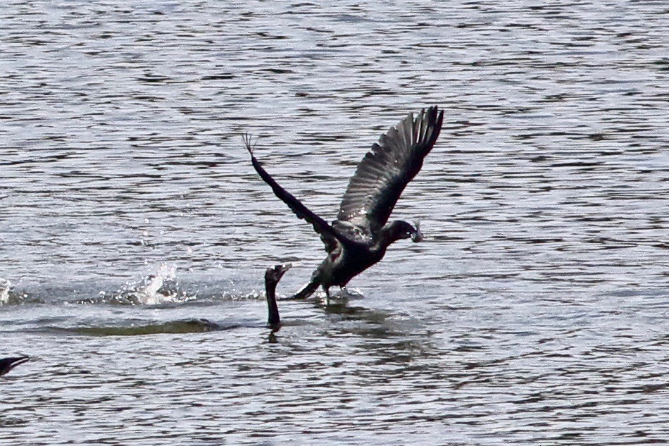 Great Cormorant - ML387432001