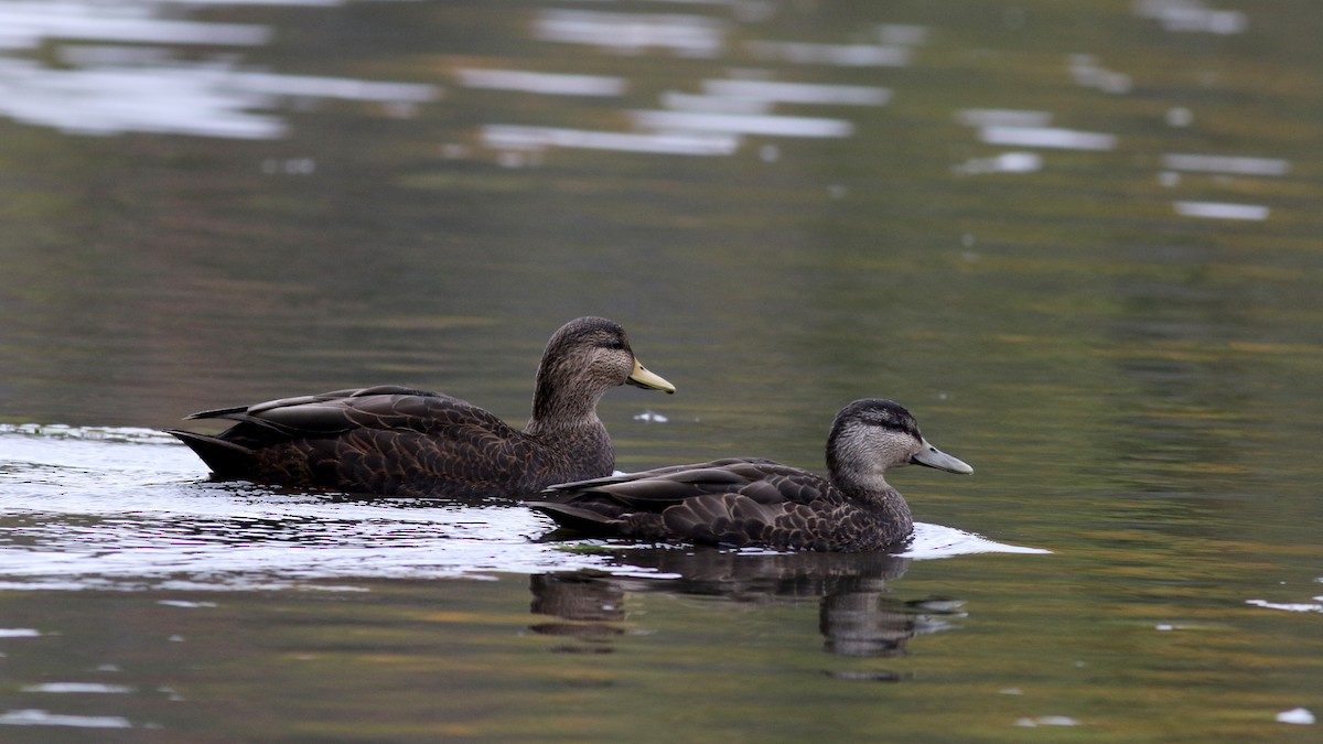 American Black Duck - ML38743201