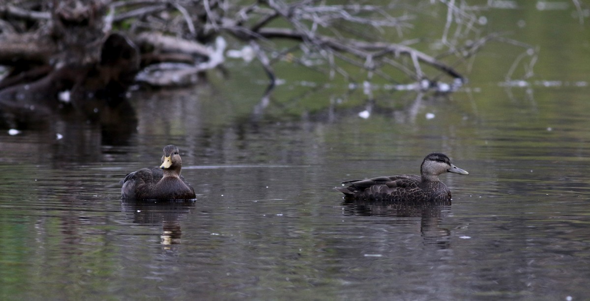 American Black Duck - Jay McGowan