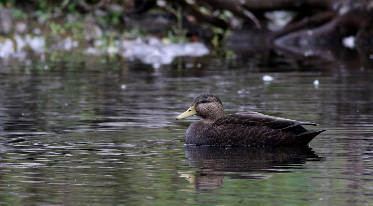 American Black Duck - ML38743231