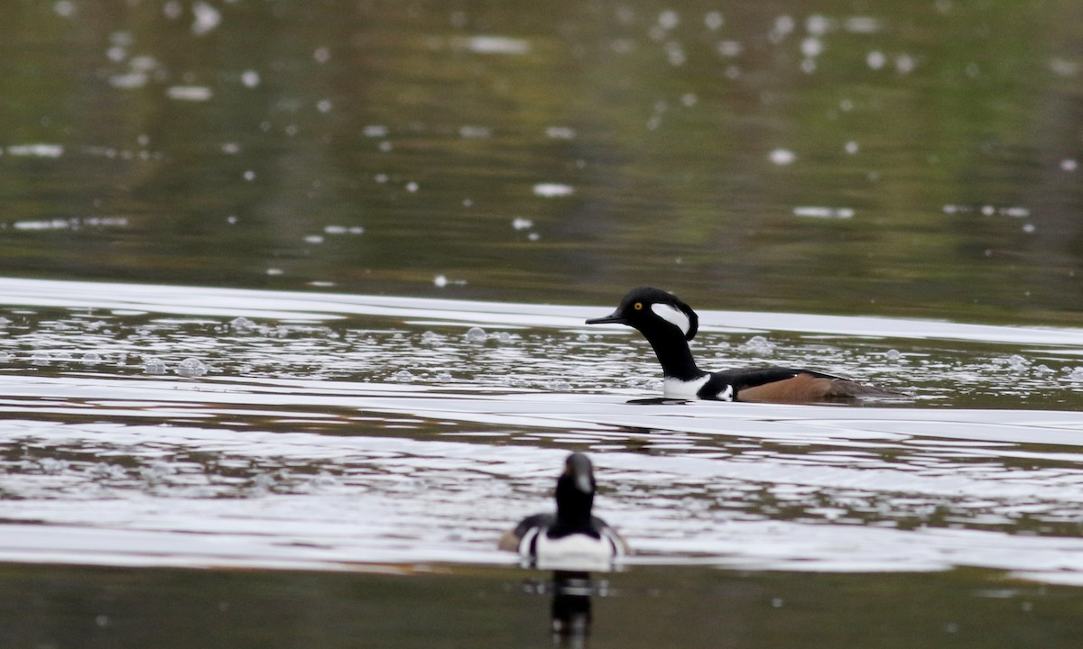 Hooded Merganser - ML38743351