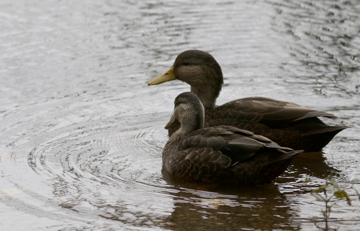 Canard noir - ML38743531