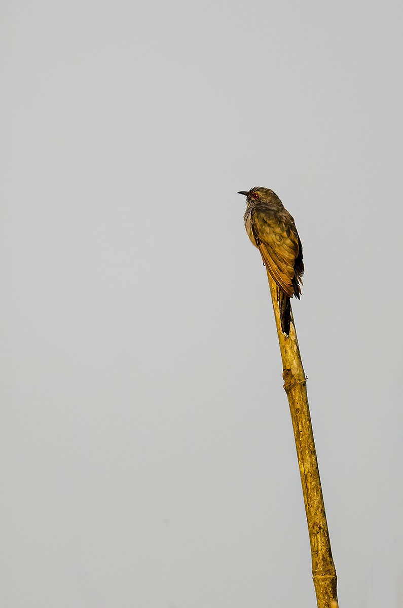 Gray-bellied Cuckoo - ML387435981