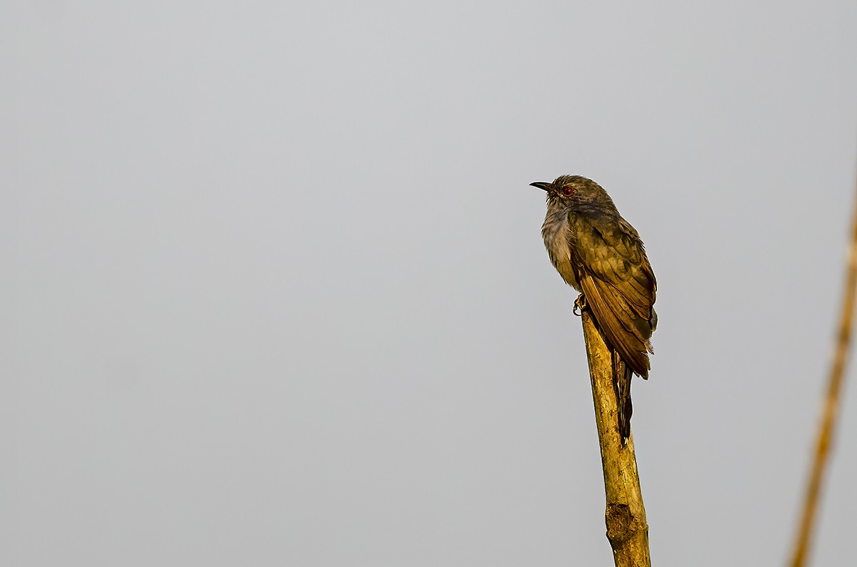 Gray-bellied Cuckoo - ML387435991