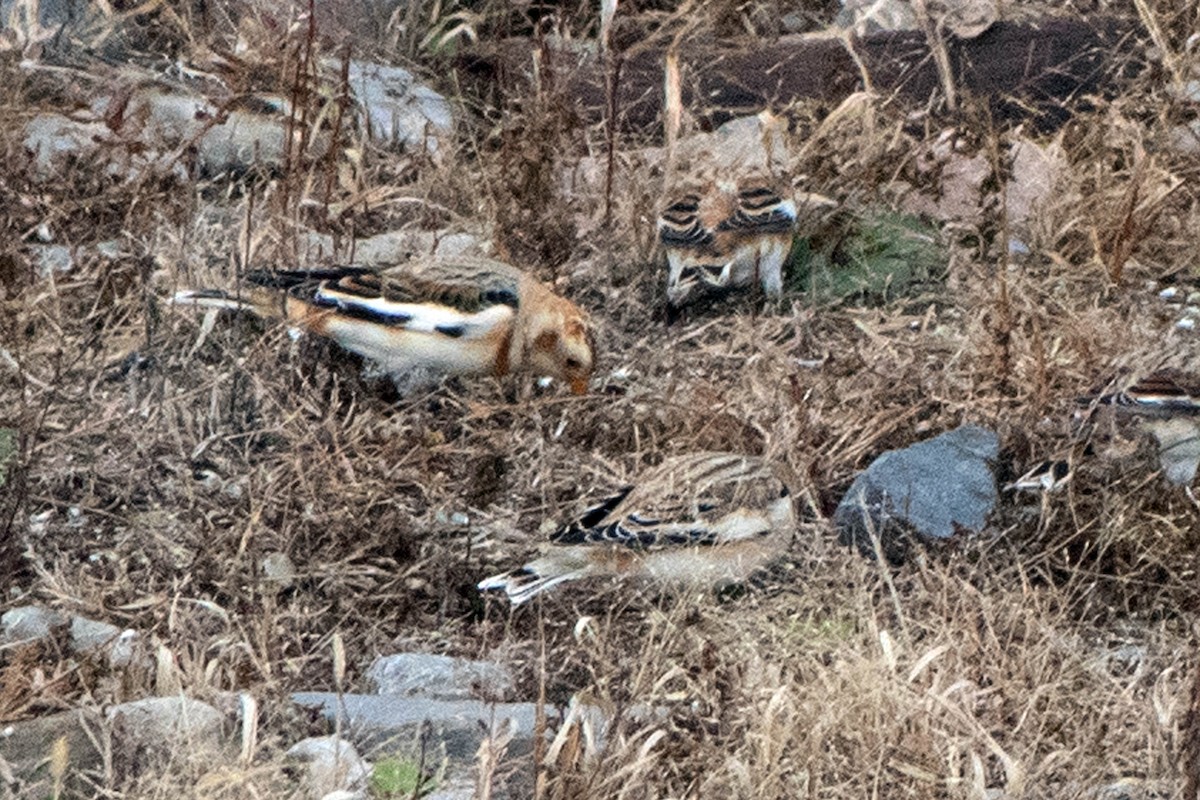 Snow Bunting - ML387437981