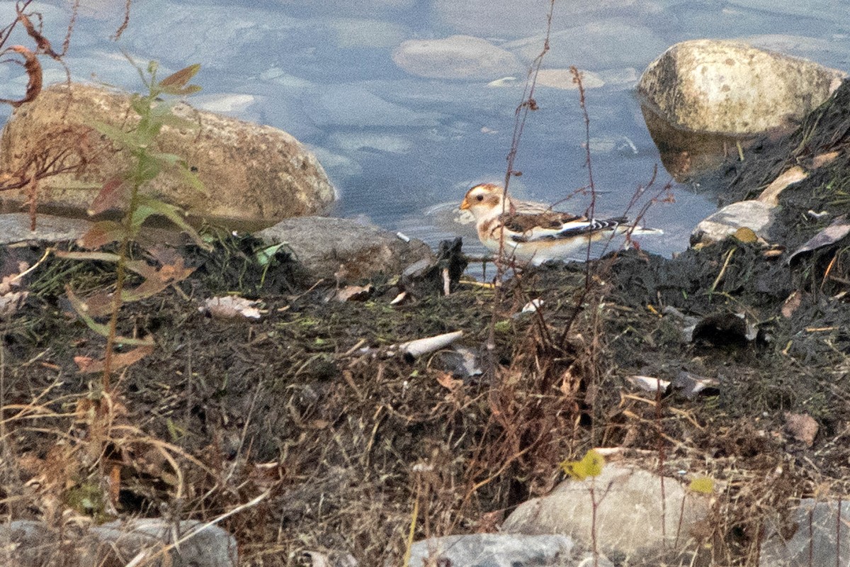 Snow Bunting - ML387437991