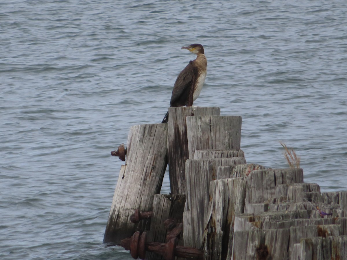 Great Cormorant - ML387438221