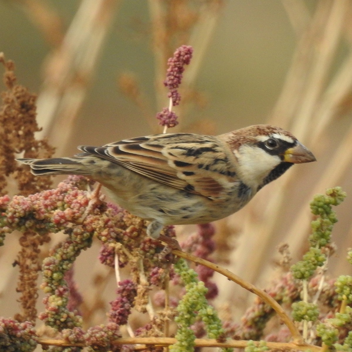 Spanish Sparrow - Keramat Hafezi