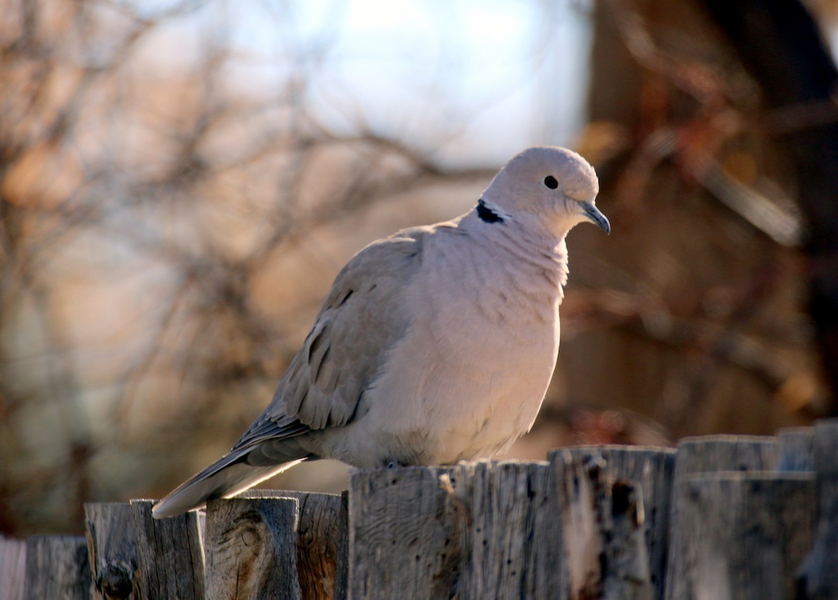 Eurasian Collared-Dove - Angela Conry
