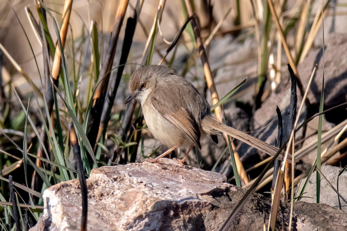 Plain Prinia - Abbas Rizvi