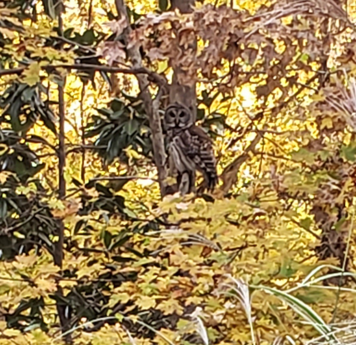 Barred Owl - ML387441861