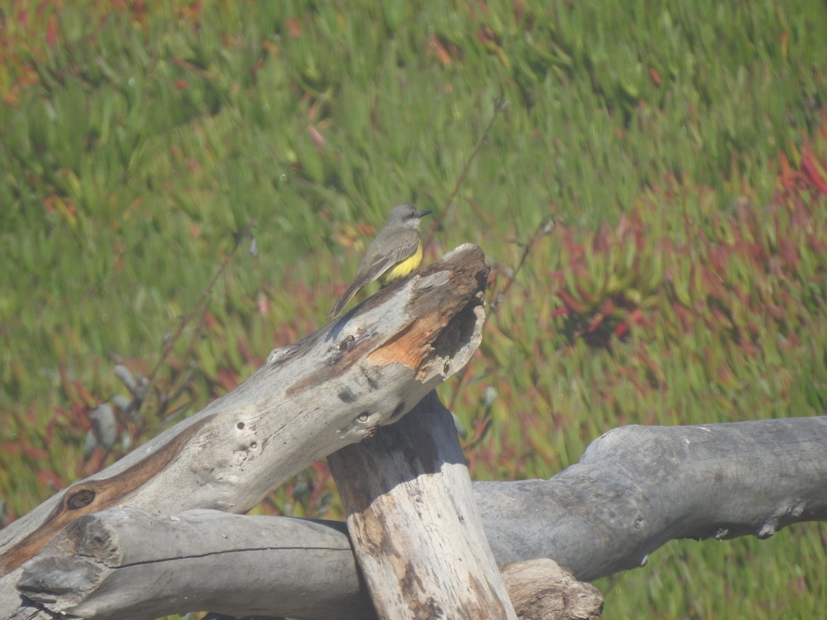 Tropical Kingbird - ML387442391