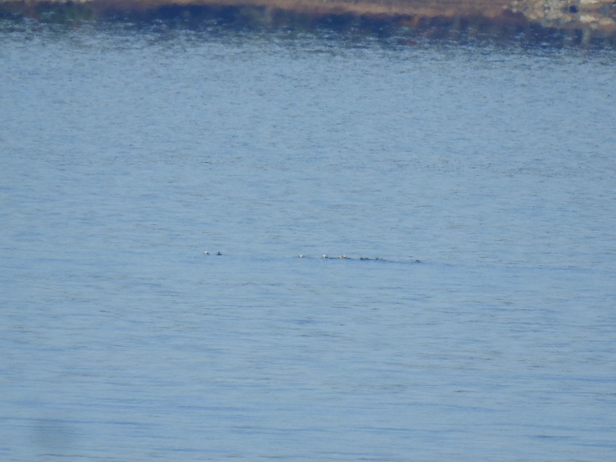 Long-tailed Duck - ML387442741