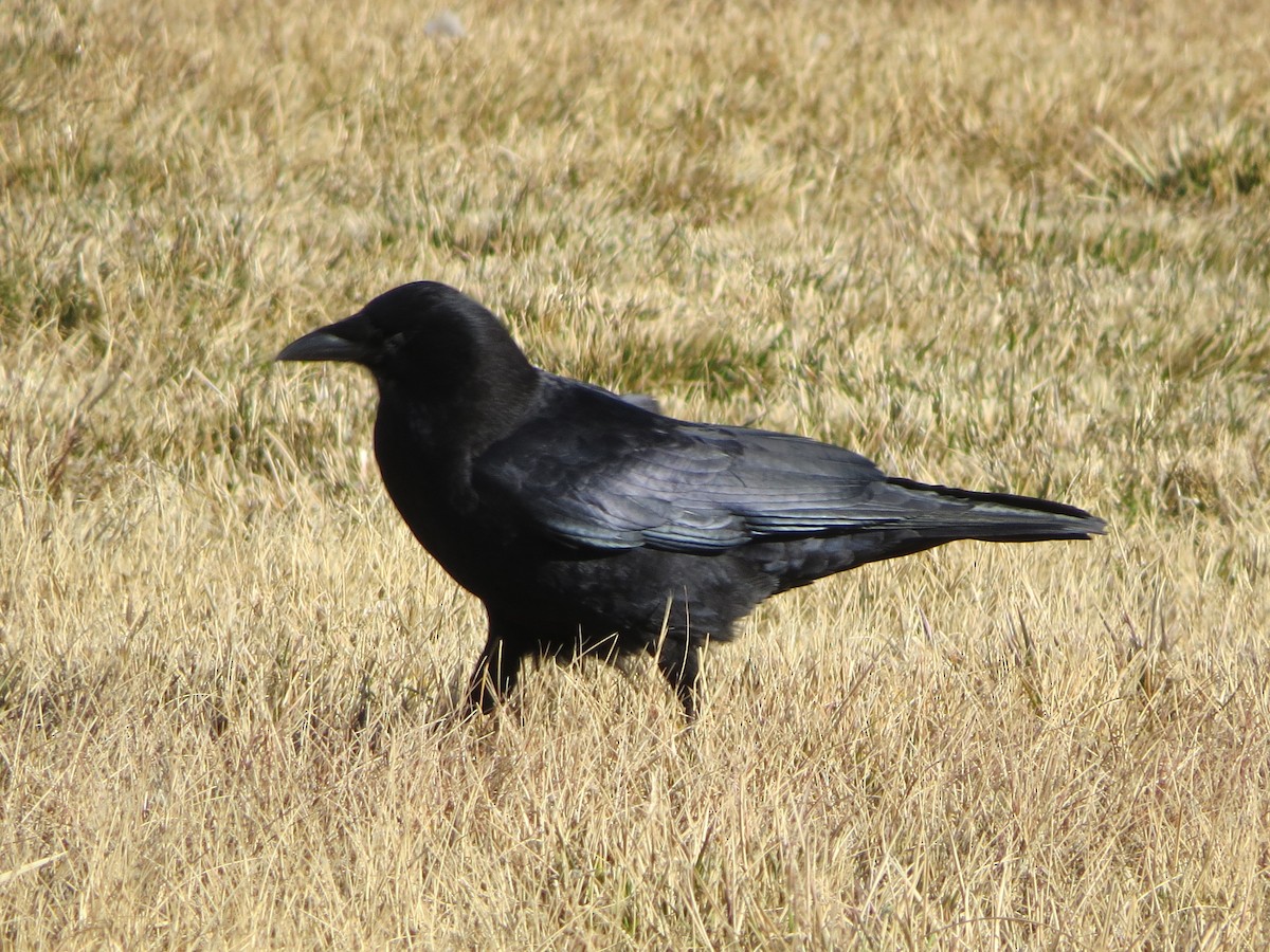 American Crow - ML387443981