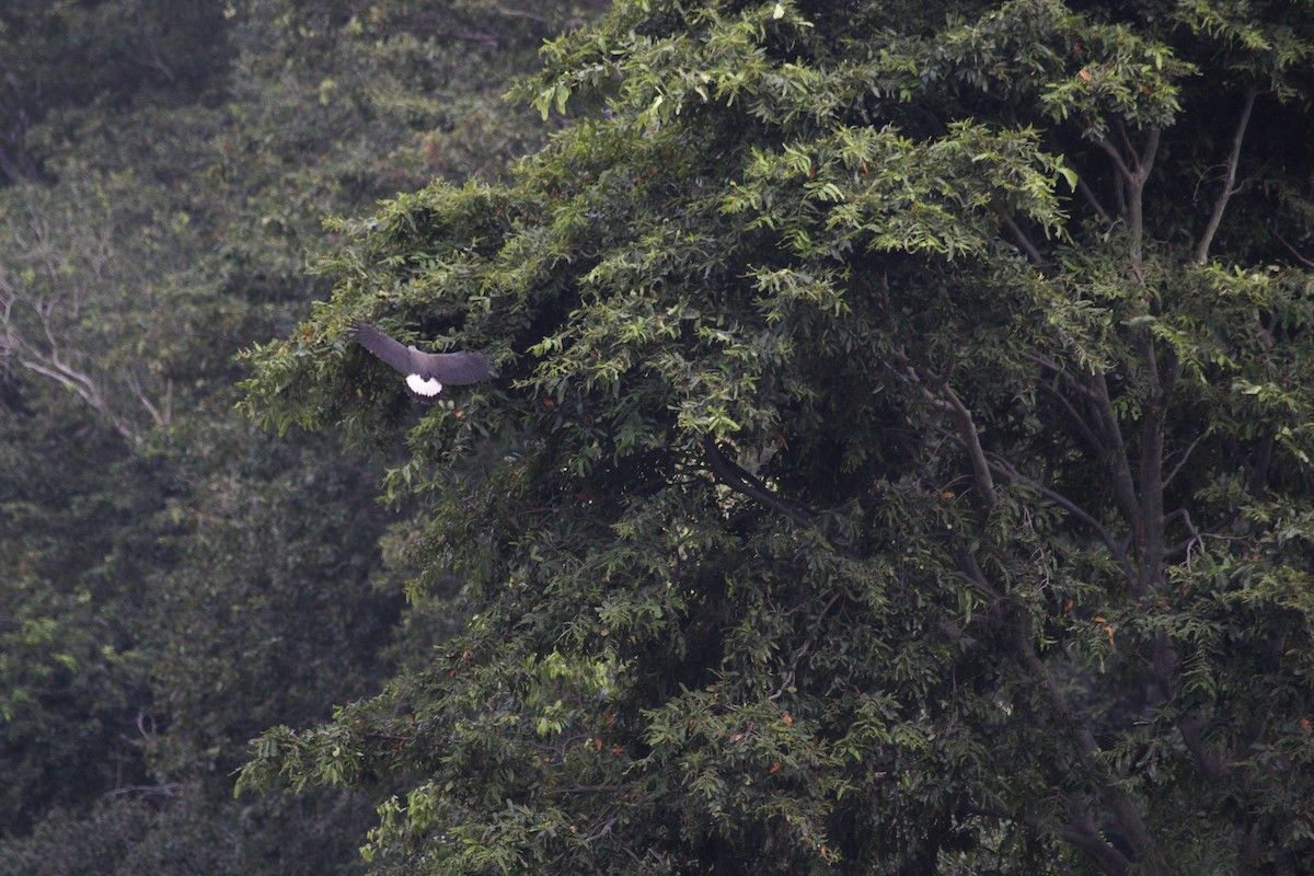 Gray-headed Fish-Eagle - ML38744541