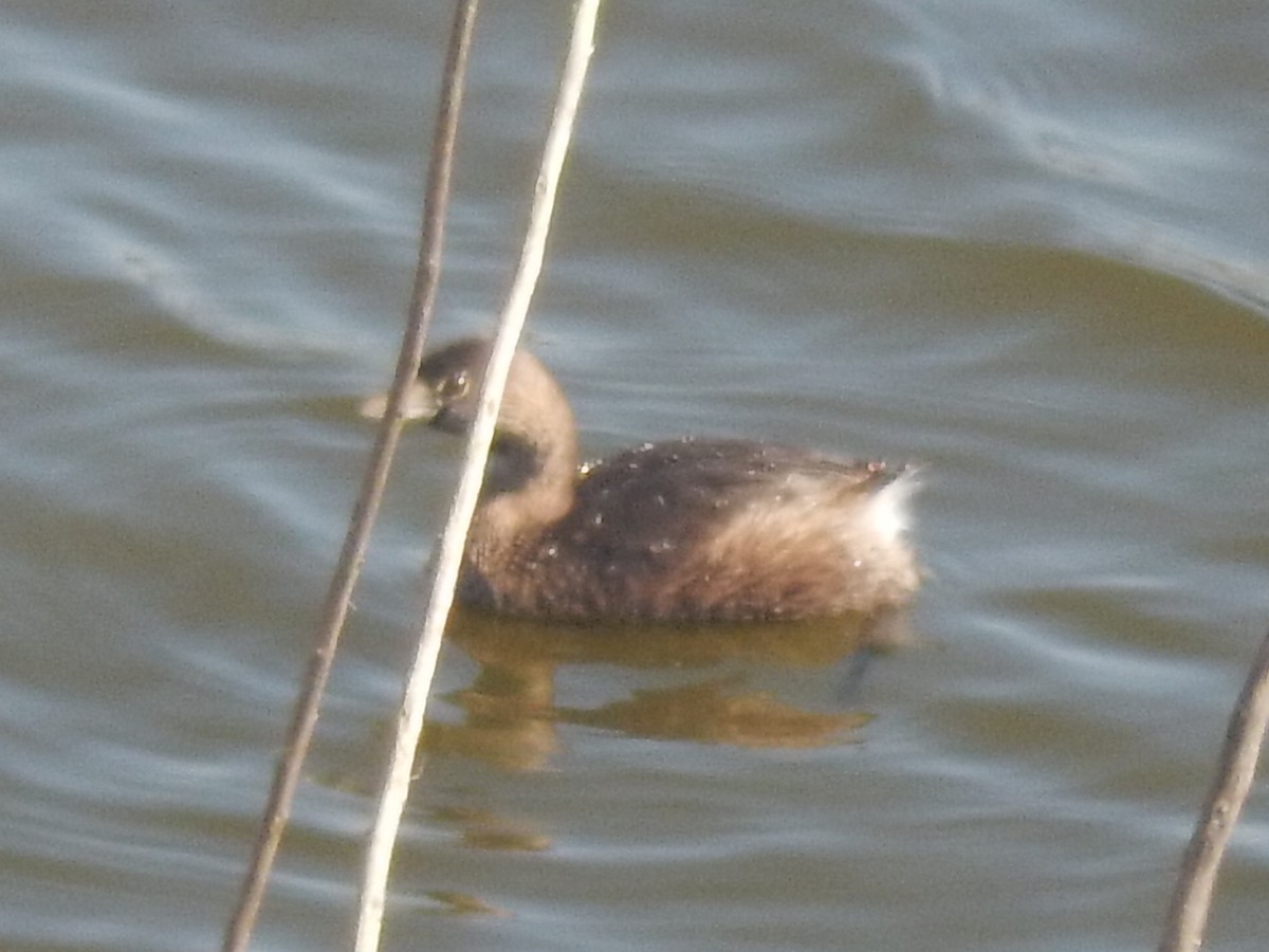 Pied-billed Grebe - Eric Cormier