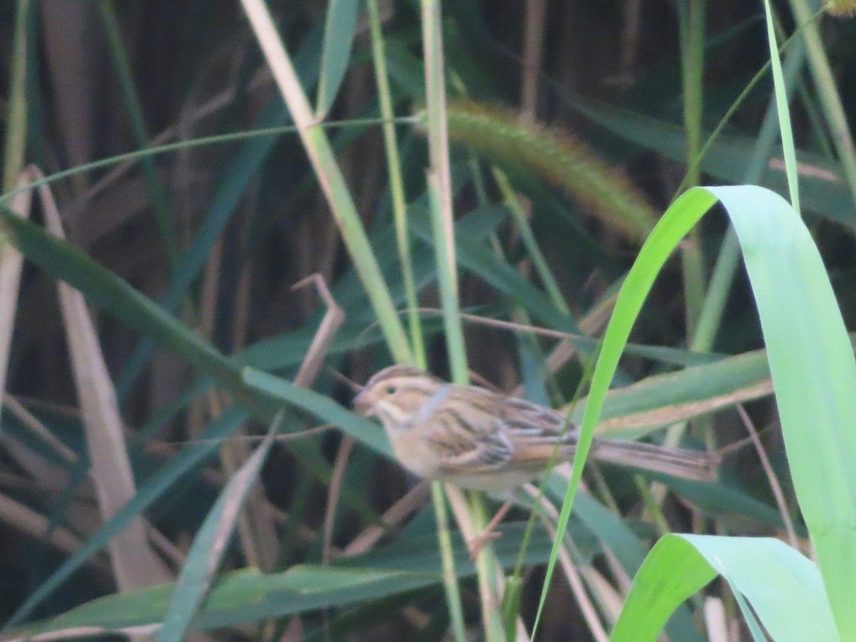 Clay-colored Sparrow - ML387445731