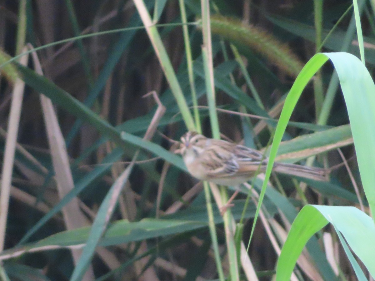 Clay-colored Sparrow - ML387445751