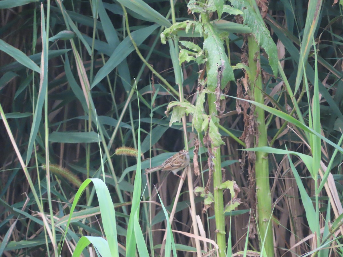 Clay-colored Sparrow - ML387445781
