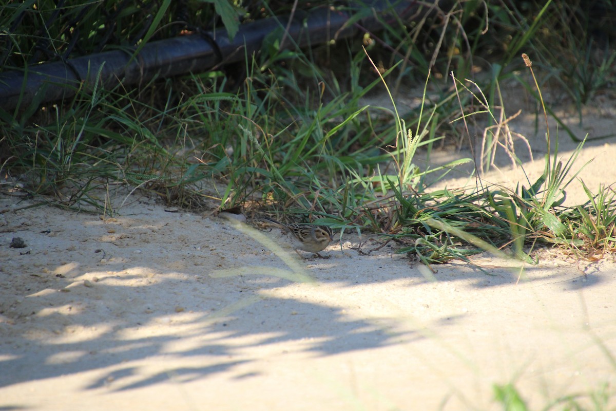 Clay-colored Sparrow - ML387446311
