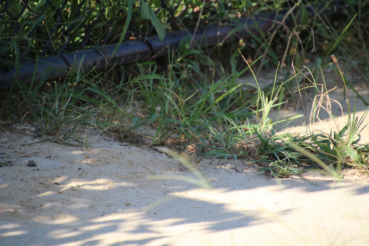 Clay-colored Sparrow - ML387446321