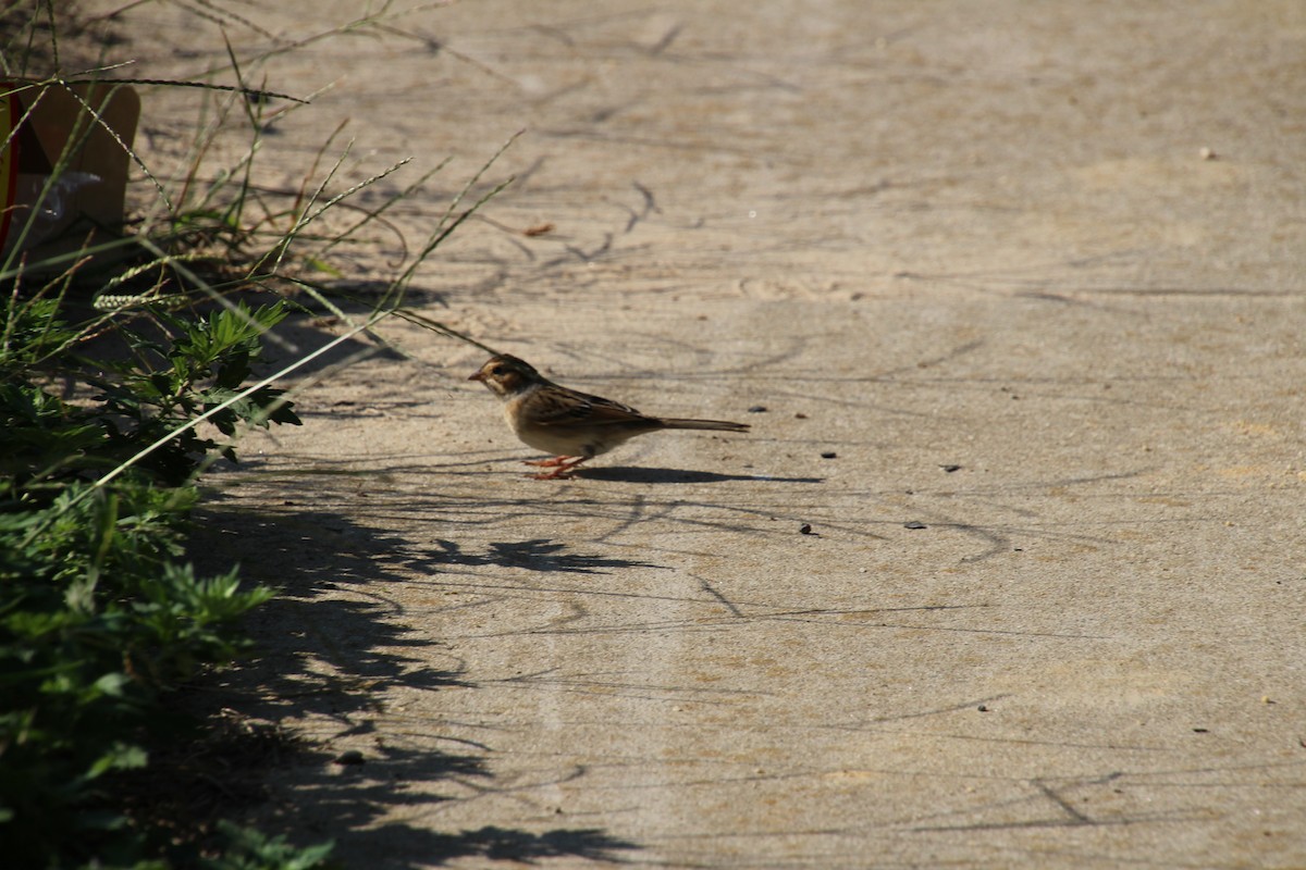 Clay-colored Sparrow - ML387446331