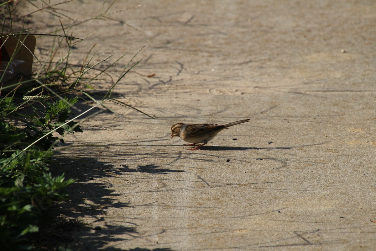 Clay-colored Sparrow - ML387446351
