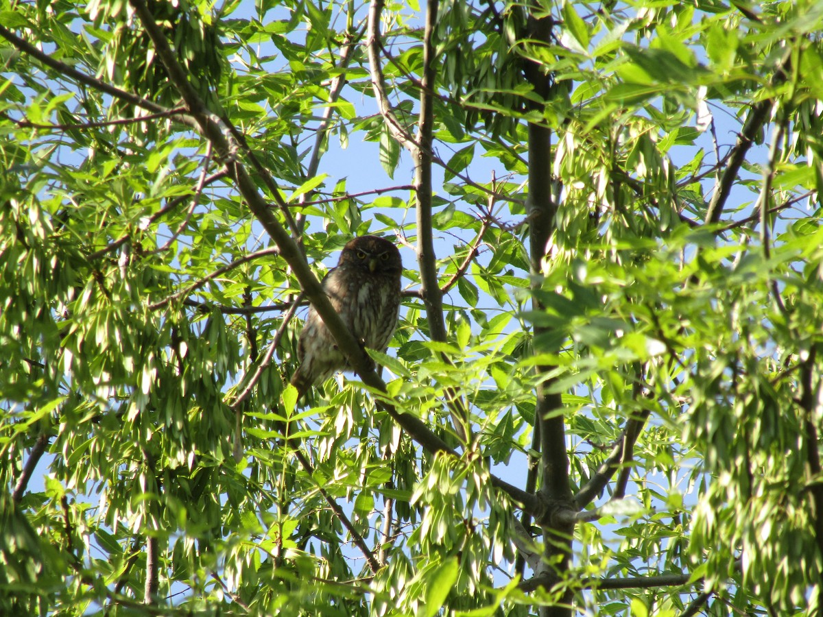 Austral Pygmy-Owl - ML387446911