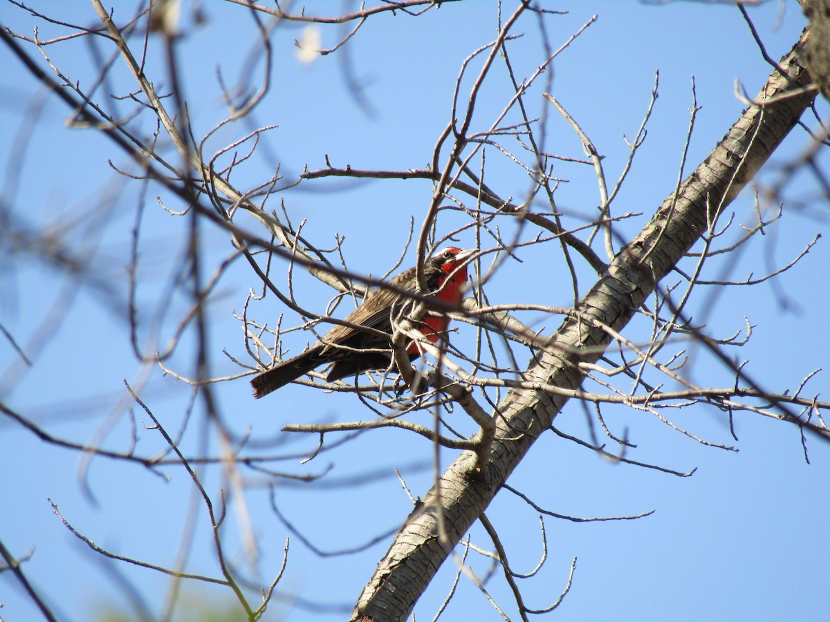 Long-tailed Meadowlark - ML387447181