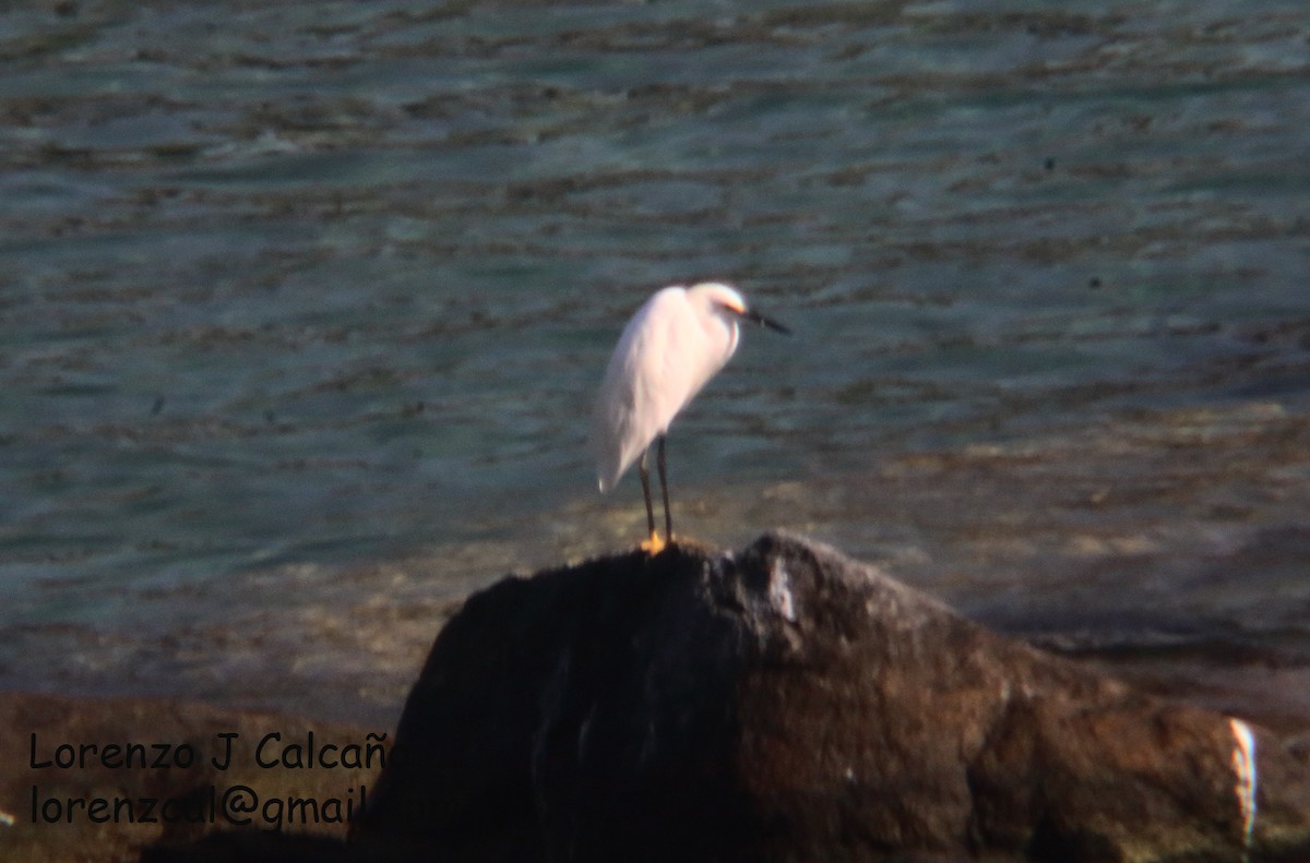 Snowy Egret - ML387447511