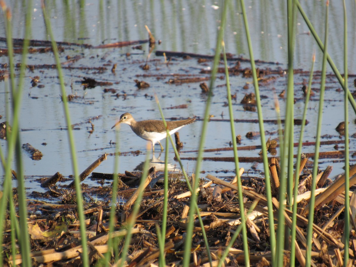 Solitary Sandpiper - Siera Nystrom