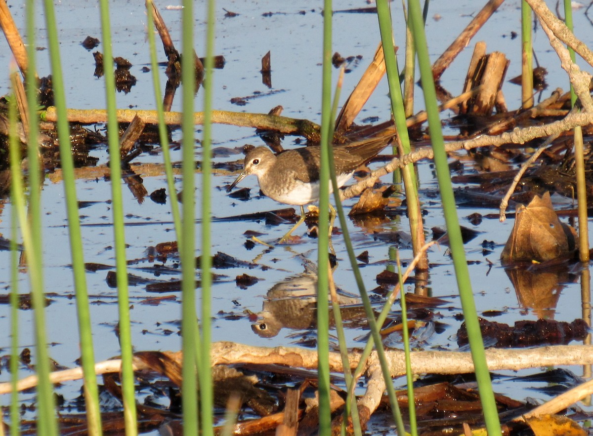 Solitary Sandpiper - Siera Nystrom