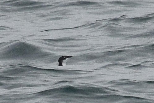 Scripps's Murrelet - Tim Lenz