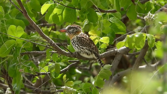 Spot-backed Puffbird - ML387450891