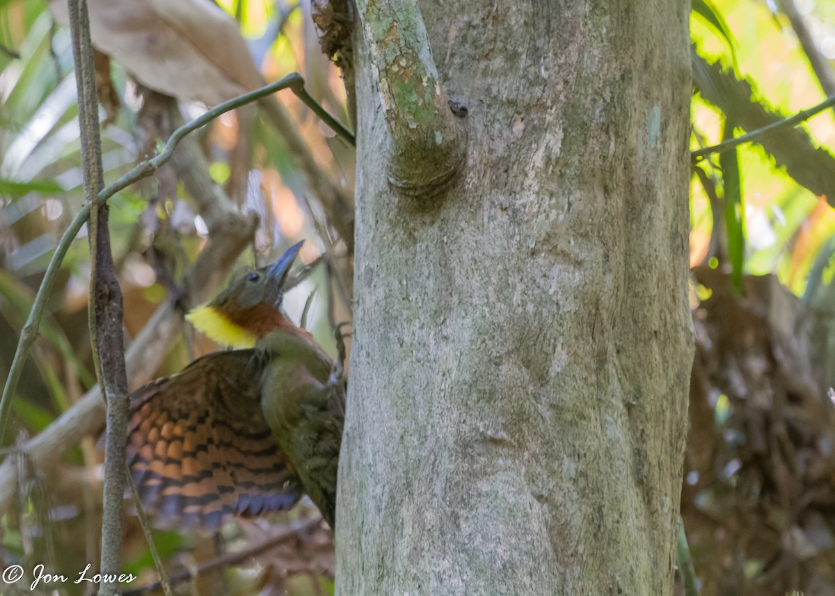 Checker-throated Woodpecker (Checker-throated) - ML387451271