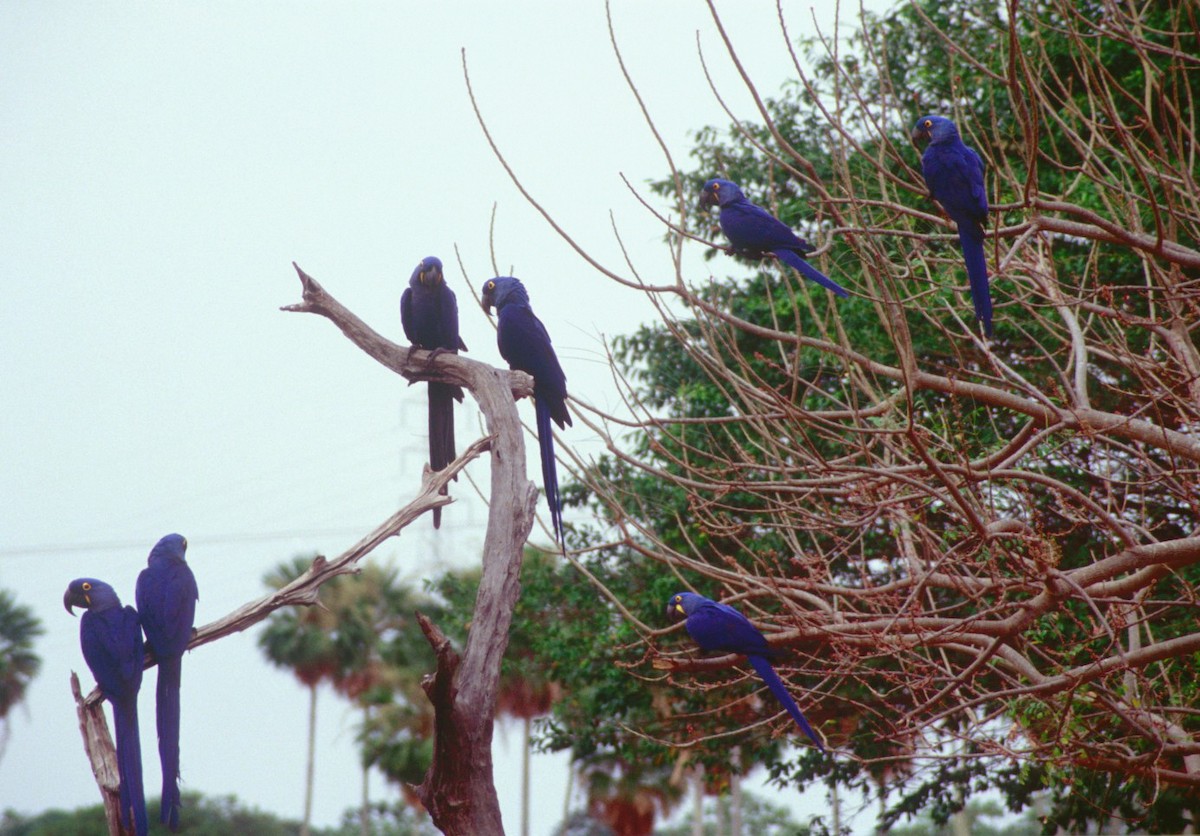 Hyacinth Macaw - ML38745151