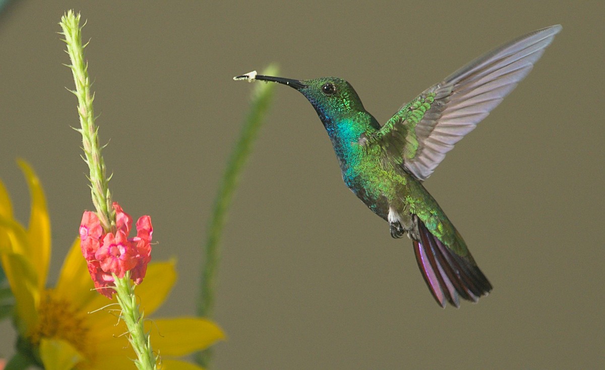 Green-breasted Mango - ML387451521