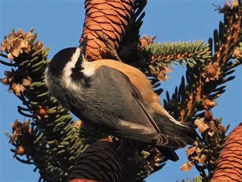 Red-breasted Nuthatch - Sarah Preston